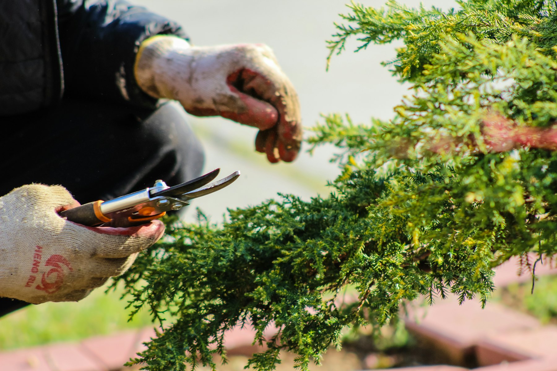 Gardener in work gloves pruning a juniper bush with hand shears